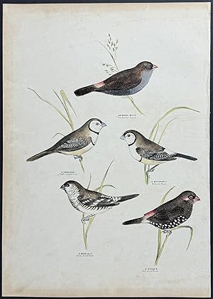Bicheno's Finch / Black-rumped Finch / Red-eared Finch / Plain-coloured Finch