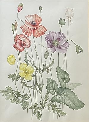 STUDY OF POPPIES [watercolour]
