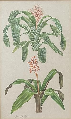 Stuart Lafford AECHMEA SP. [watercolour] from "The Hamlyn Guide to House Plants."