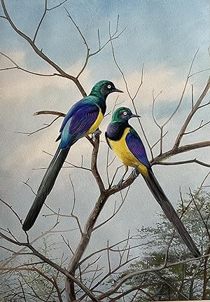 GOLDEN BREASTED STARLINGS (original watercolour painting)