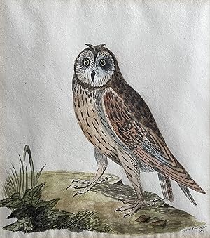 SHORT-EARED OWL (original watercolour painting)