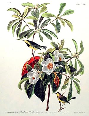 Bachman's Warbler. From "The Birds of America" (Amsterdam Edition)