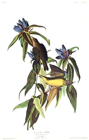 Connecticut Warbler. From "The Birds of America" (Amsterdam Edition)