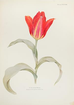Notes on Tulip Species