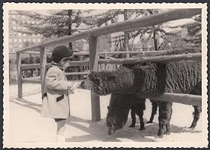 Francia 1950 - Nizza - Zoo - Bambino offre cibo a animali - Foto vintage