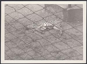 La Zebra che dorme, 1968 Fotografia epoca Vintage photo