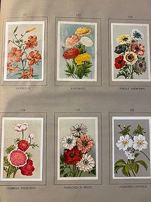 Botanica plaatjesalbum [1918] | De bloemenvelden: waarin te bevestigen "Klaverblad's" plaatjes, w...