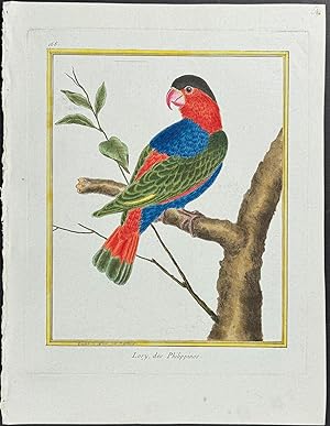 Lory or Parrot