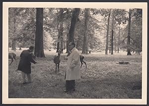 Danimarca 1965, Copenhagen, Foresta di klampenborg, Caprioli, Foto epoca