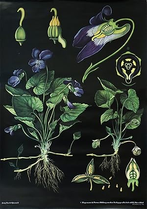 2016 German Botanical School Poster, Blue Pansy