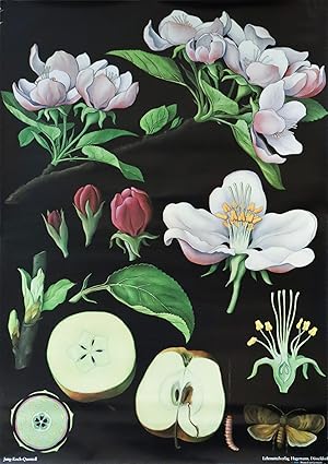 1968 German Botanical School poster, Apple Blossom (On Linen, Rods)