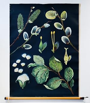 1950s German Botanical School Poster - Salix Caprea, Salweide (Pussy Willow)