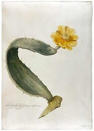 Opuntia, Folio Oblongo Media Tourn [Prickly Pear Cactus]