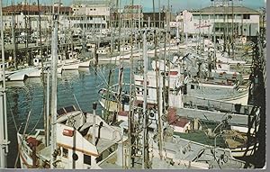 Fishing Fleet San Francisco CA circa 1955 Fisherman's Wharf Photo Postcard