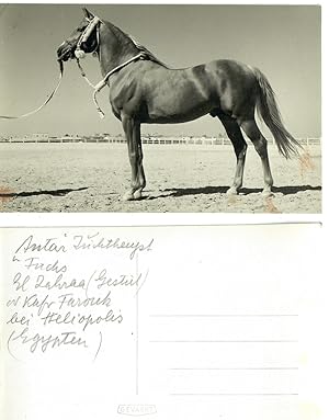 Real Photo Postcards -- Egyptian Arabian Horses