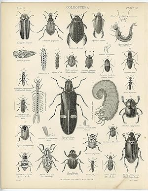 Coleoptera