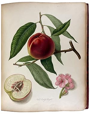 Pomona Londinensis: Containing Colored Engravings of the Most Esteemed Fruits Cultivated in the B...