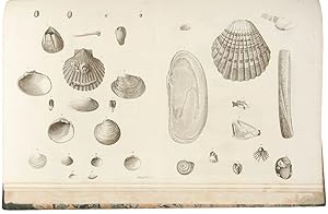 Catalogues of the birds, shells, and some of the more rare plants, of Dorsetshire. From the new a...