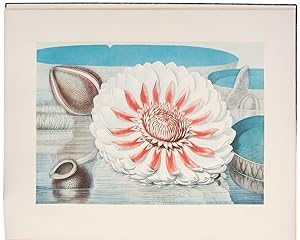 Victoria Regia; or the Great Water Lily of America. With a brief account of its discovery and int...