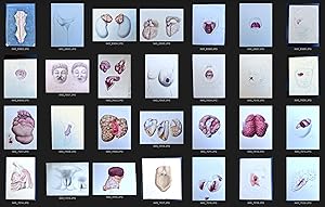 Anatomical Drawings