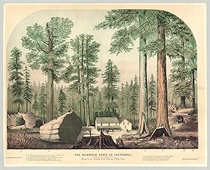 The Mammoth Trees of California.Presented to Subscribers of the Cincinnati Weekly Times