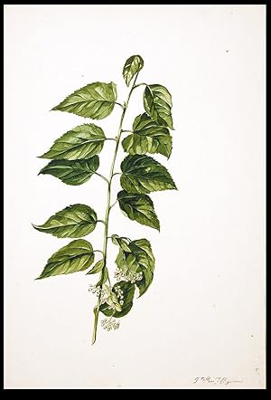 Lime (Tillia europea)