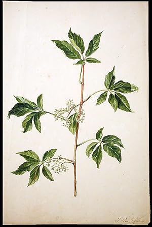 Elder (Sambucus nigra)