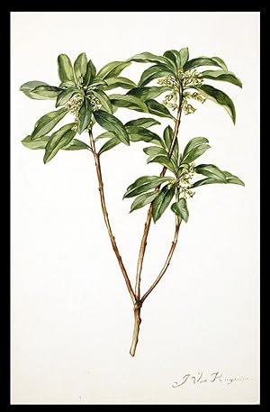 Spurge laurel (Daphne laureola), with small green flowers with red centres