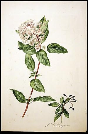 Viburnum (Viburnum tinus)