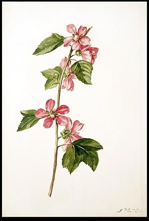 Mallow (Malva trimestris)