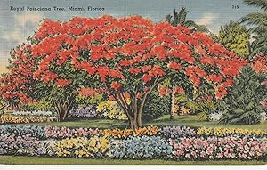 Royal Poinciana Tree, Miami FL circa 1930 Linen Postcard