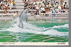 Dolphin Tail Walk Sea World San Diego, CA 1980 Scalloped Postcard