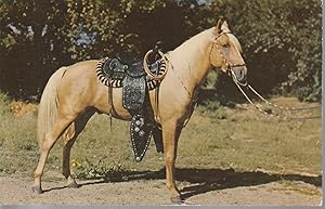 Prize Palomino Horse Riverton, WY 1953 Postcard, 3¢ Jefferson