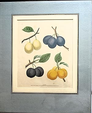 ORIGINAL PLATE XVIII : from Pomona Britannica, or a Collection of the Most Esteemed Fruits at Pre...