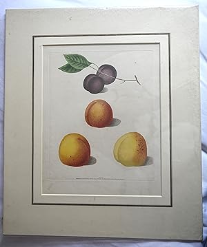 ORIGINAL PLATE XX : from Pomona Britannica, or a Collection of the Most Esteemed Fruits at Presen...
