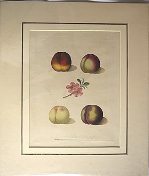 ORIGINAL PLATE XXXI : from Pomona Britannica, or a Collection of the Most Esteemed Fruits at Pres...