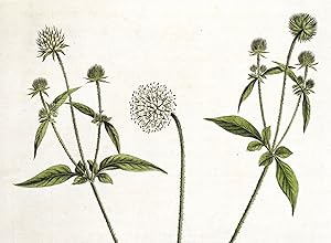 Antique Botanical Print DISPACUS PILOSUS TEASEL Curtis Flora Londinensis 1777