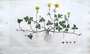 Antique Botanical Print BUTTERCUP RANUNCULUS REPENS Curtis Flora Londinensis 1777