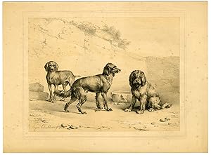 Antique Master Print-DOGS-Verboeckhoven-1844