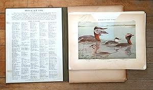 Birds of New York