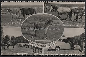 New Forest Ponies Real Photo Postcard