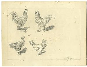 Antique Drawing-CHICKEN-ROOSTER-DRAWING-STUDY-Jacque-c. 1840