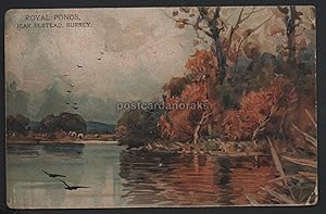 Elstead Royal Ponds Surrey Postcard