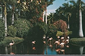 Sarasota, FL Jungle Gardens Flamingos, Royal Palms, circa 1950 Photo Postcard