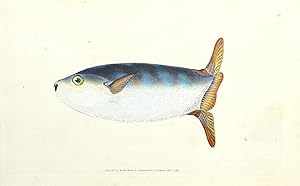 Antique Fish Print TRUNCATED SUN FISH Original Donovan Hand Col Engraving 1803