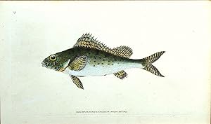 Antique Fish Print RUFFE Original Donovan Hand Coloured Copper Engraving 1803