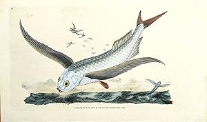 Antique Fish Print FLYING FISH Original Donovan Hand Coloured Engraving 1803
