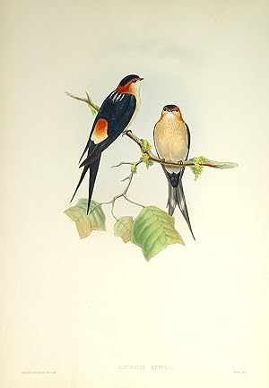 Antique Bird Print Cecropis Rufula RED RUMPED SWALLOW Original John Gould c1870