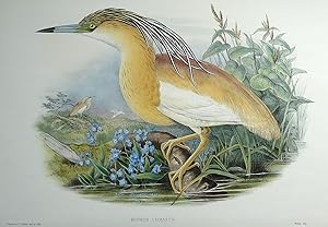 Antique Bird Print Buphus Comatus, SQUACCO HERON Original John GOULD c1870