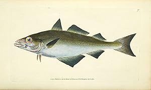 Antique Fish Print POLLACK Original Donovan Hand Coloured Engraving 1802